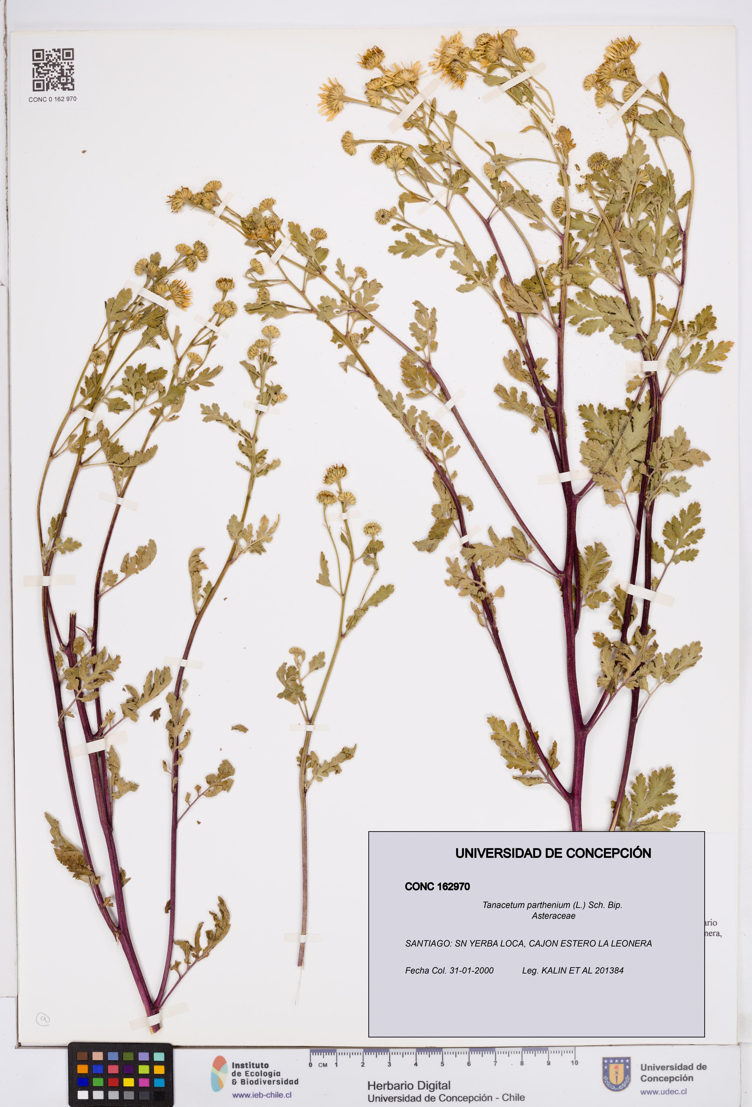 Tanacetum parthenium [Espécimen: ]