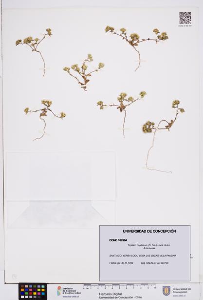 Triptilion capillatum [Espécimen: ]