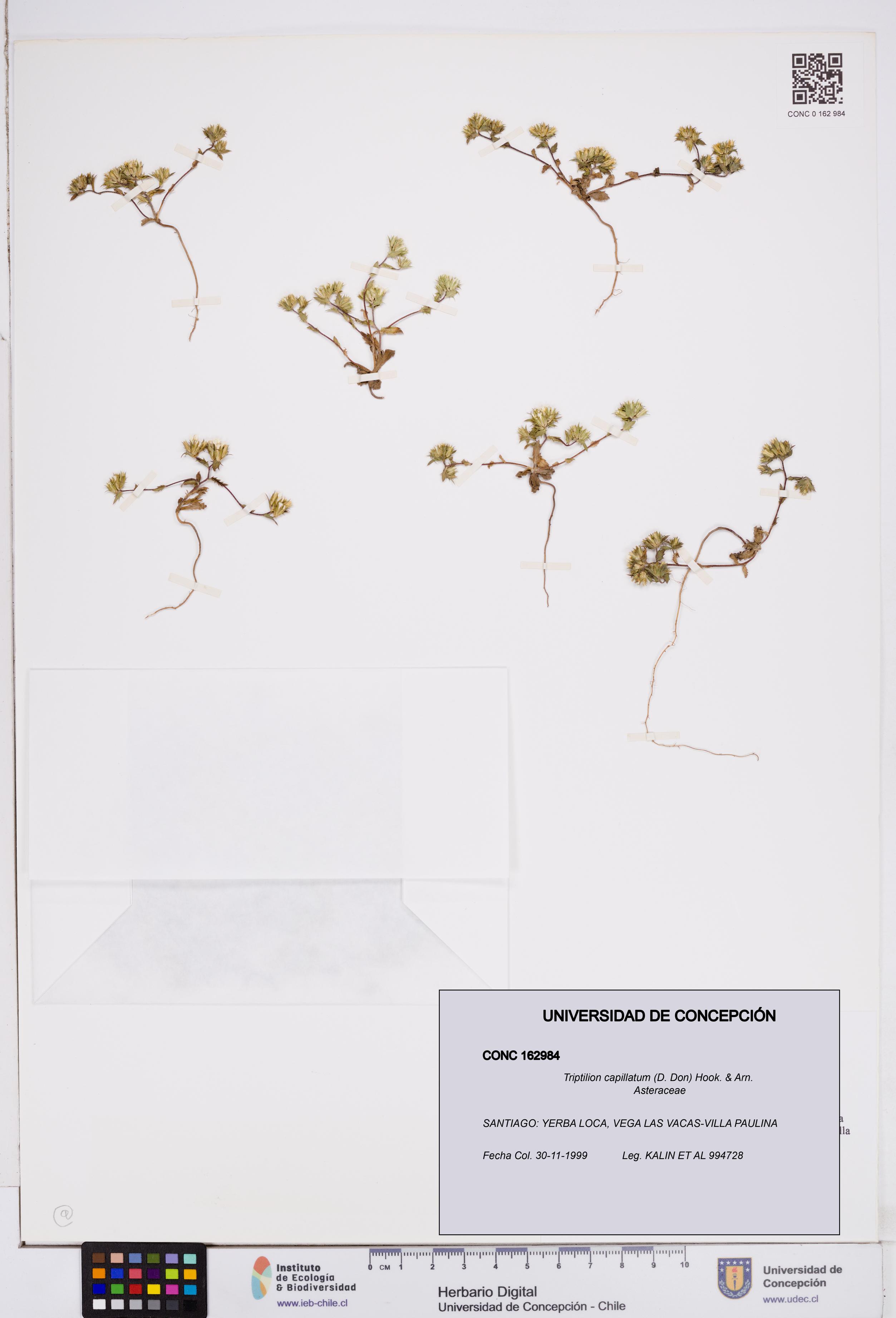 Triptilion capillatum [Espécimen: ]