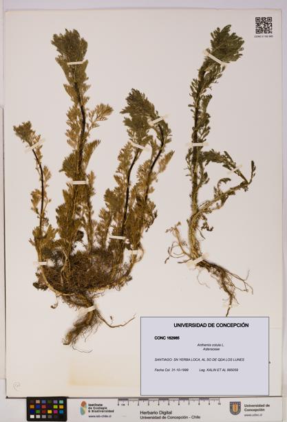 Anthemis cotula [Espécimen: UDEC:CONC:0162985]