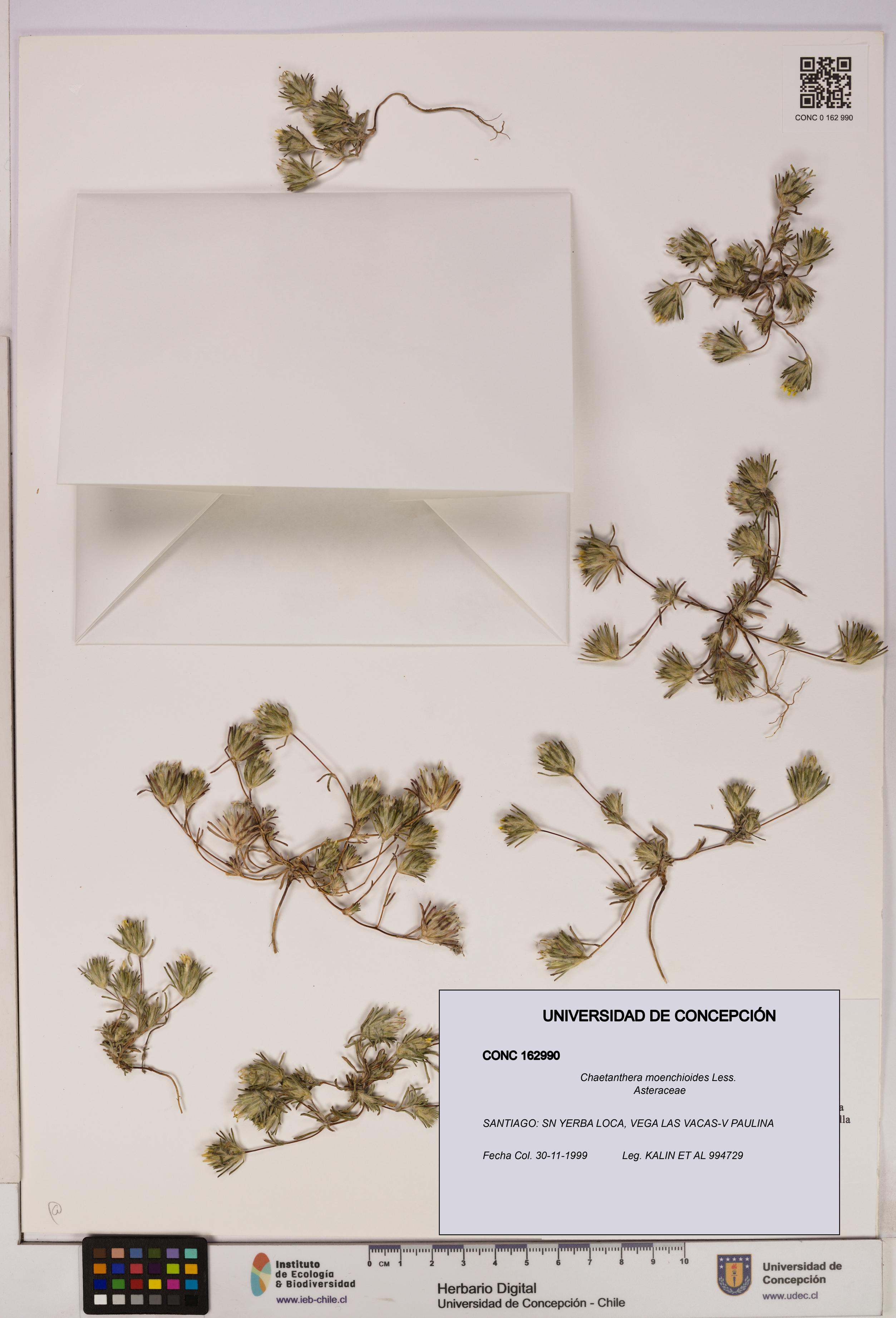 Chaetanthera moenchioides [Espécimen: UDEC:CONC:0162990]