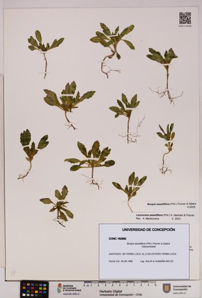 Boopis sessiliflora [Espécimen: UDEC:CONC:0162992]
