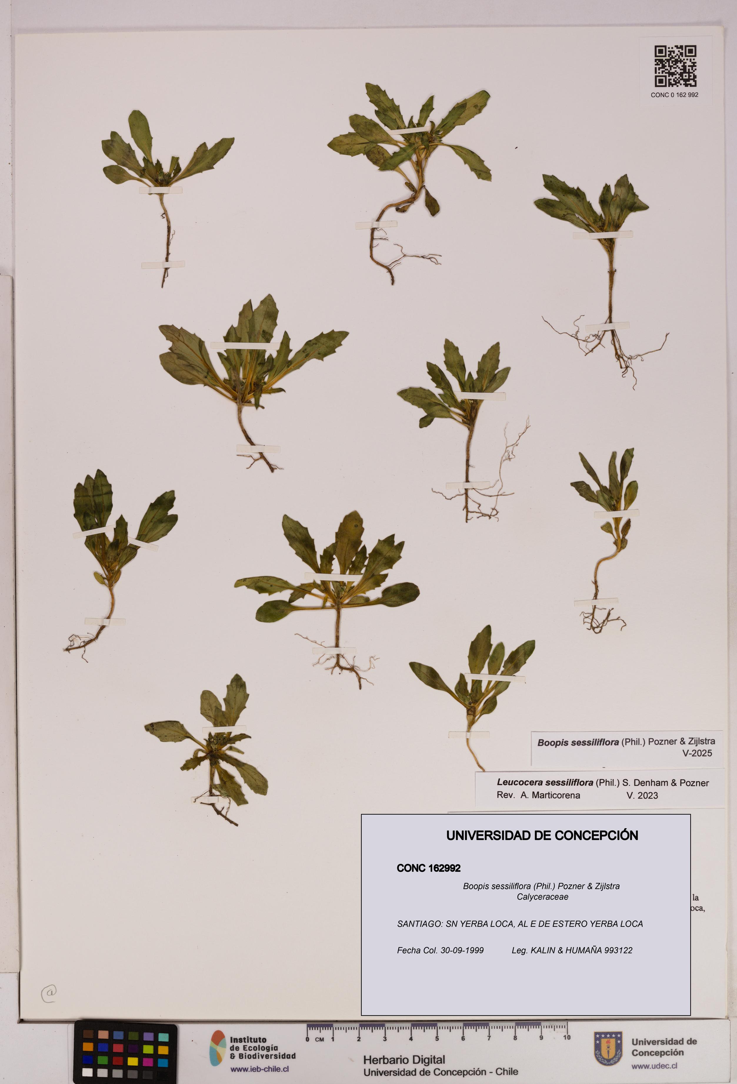 Boopis sessiliflora [Espécimen: UDEC:CONC:0162992]