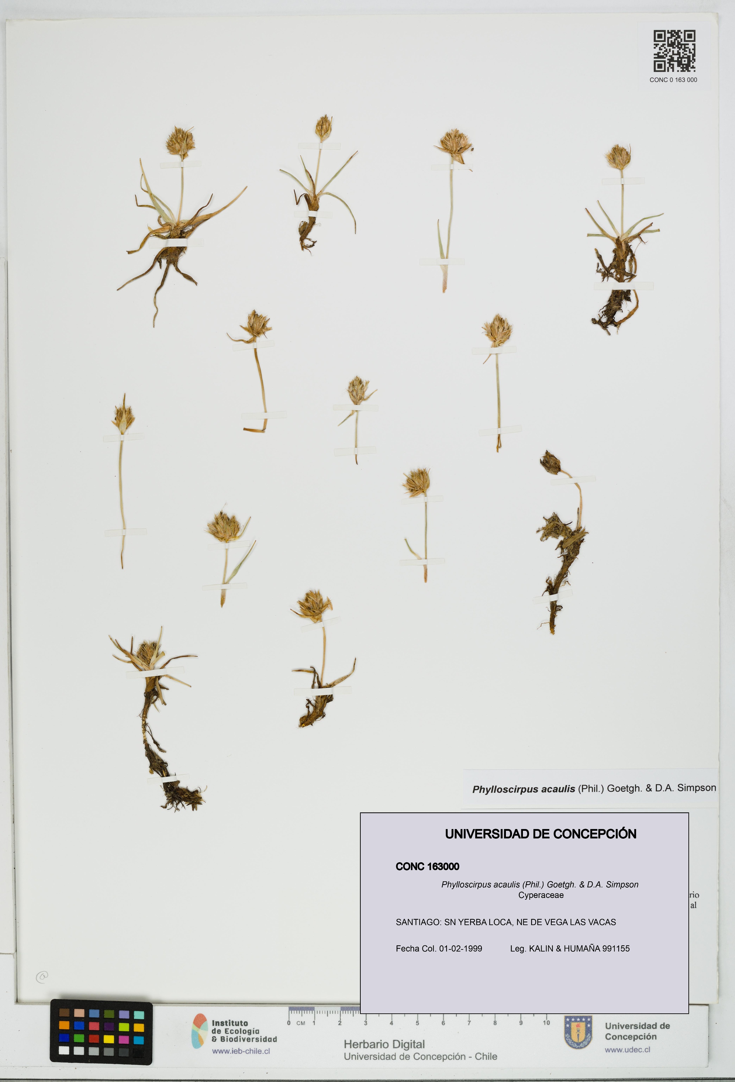 Phylloscirpus acaulis [Espécimen: UDEC:CONC:0163000]