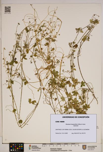 Bowlesia tropaeolifolia [Espécimen: ]