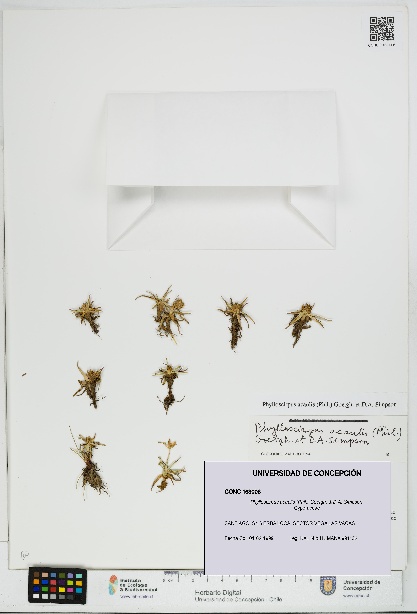 Phylloscirpus acaulis [Espécimen: UDEC:CONC:0163006]