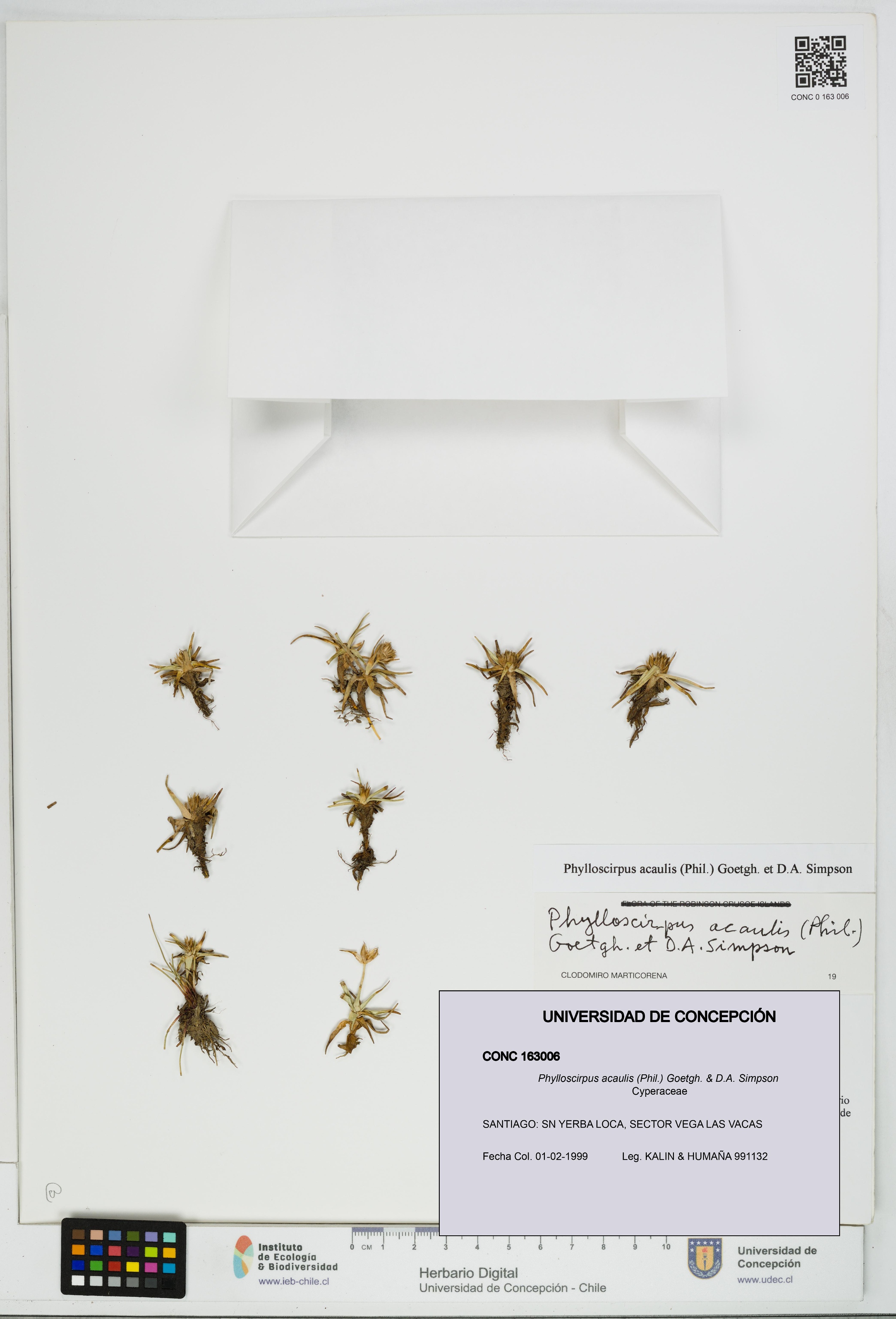 Phylloscirpus acaulis [Espécimen: UDEC:CONC:0163006]