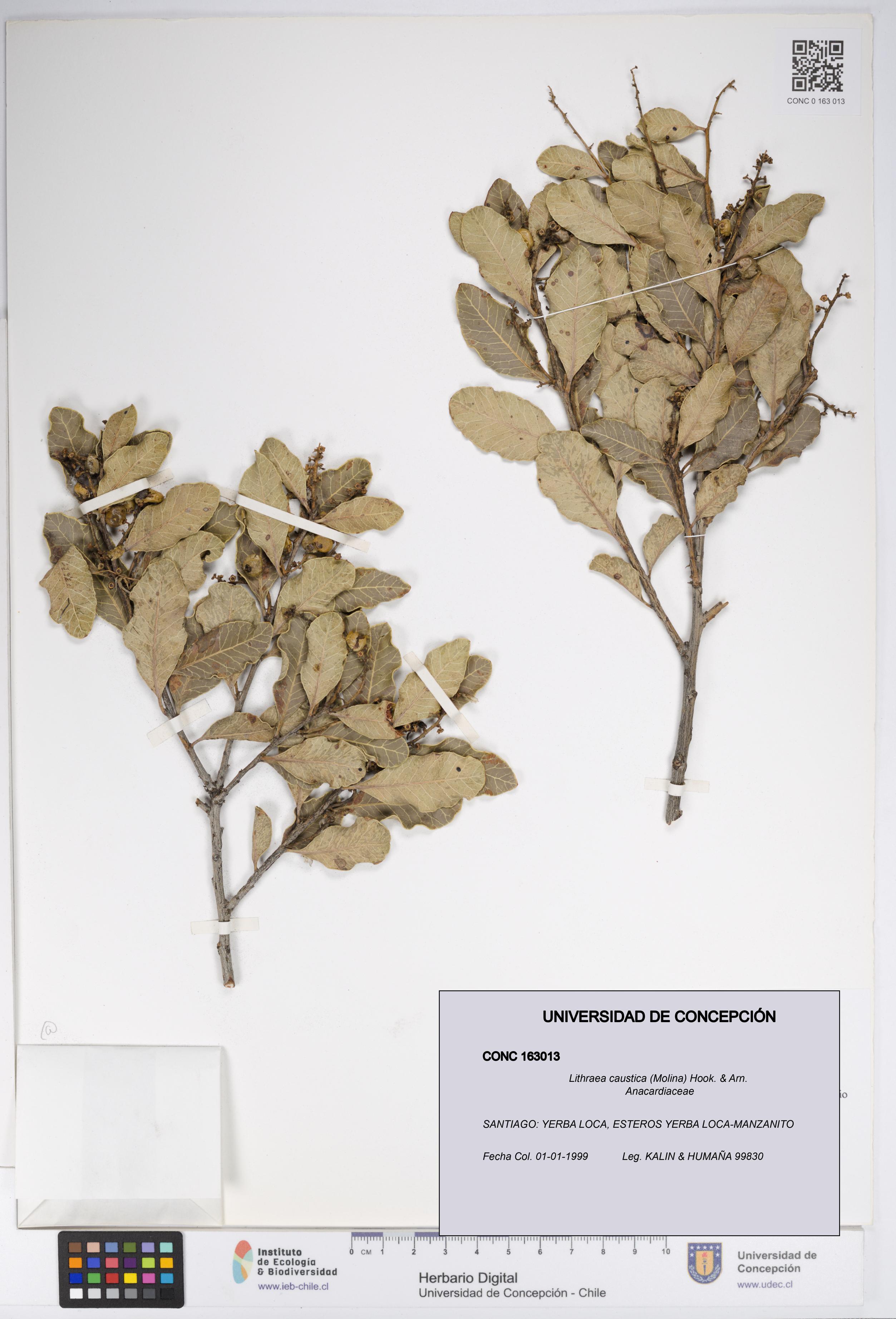 Lithraea caustica [Espécimen: UDEC:CONC:0163013]