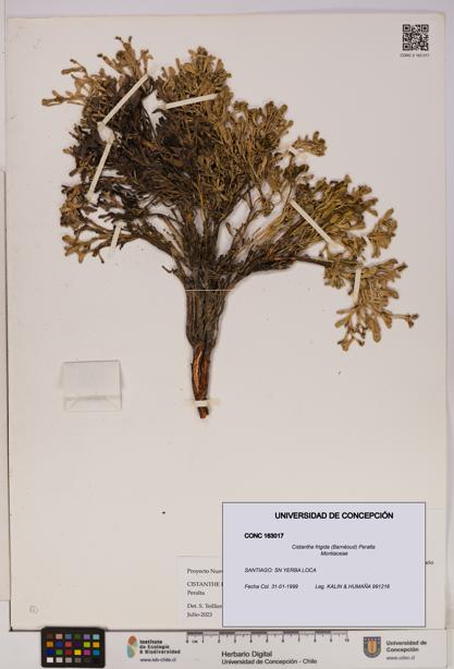 Cistanthe frigida [Espécimen: UDEC:CONC:0163017]