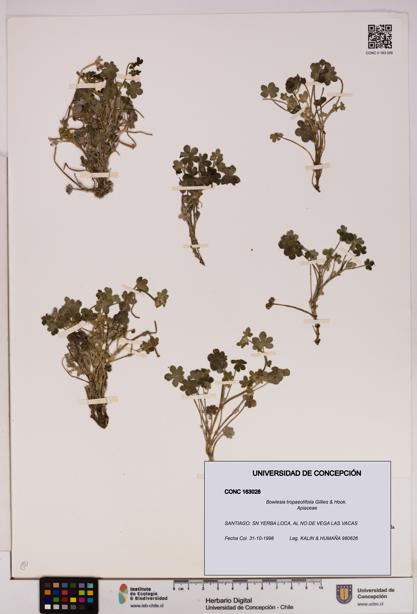 Bowlesia tropaeolifolia [Espécimen: UDEC:CONC:0163028]