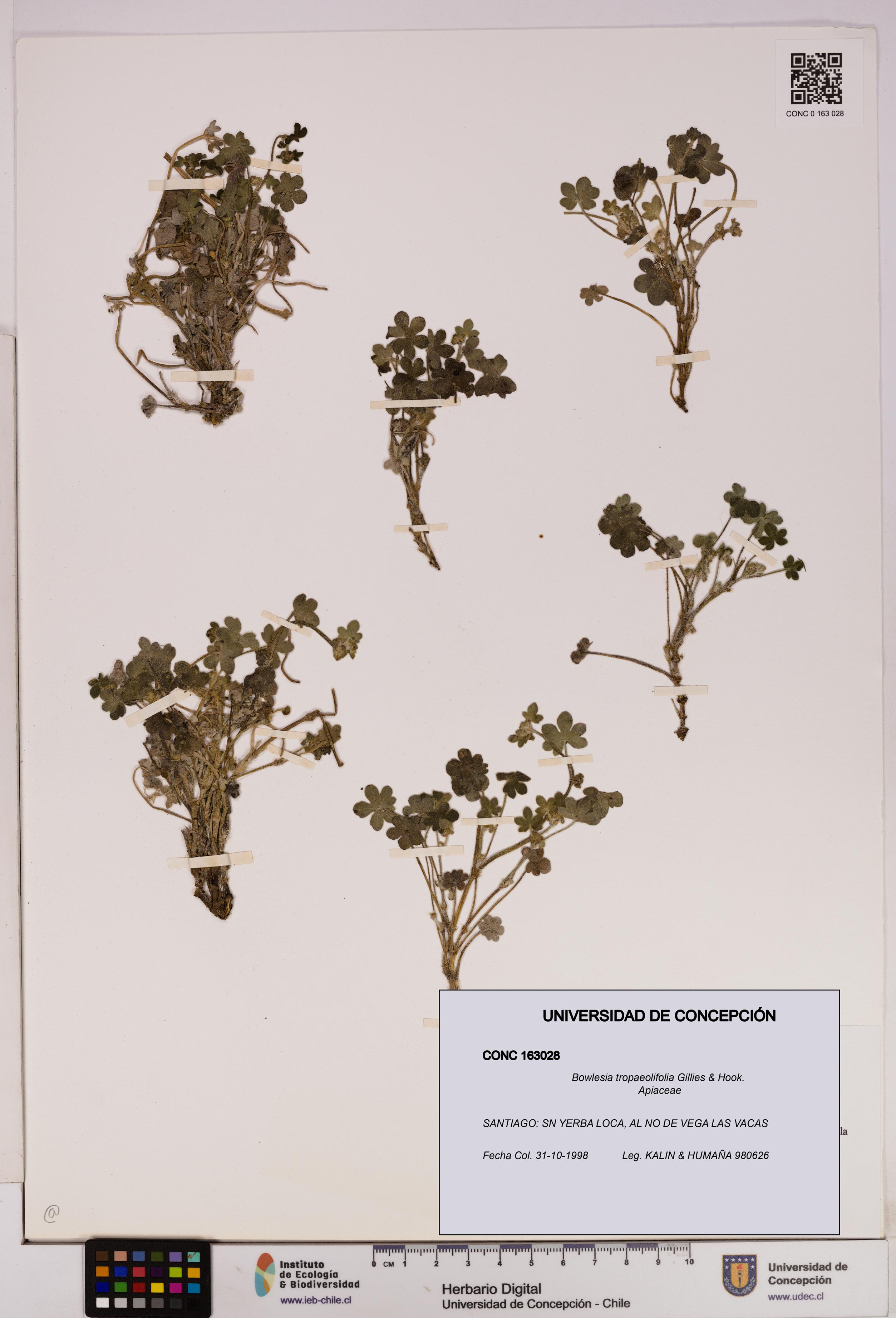 Bowlesia tropaeolifolia [Espécimen: UDEC:CONC:0163028]