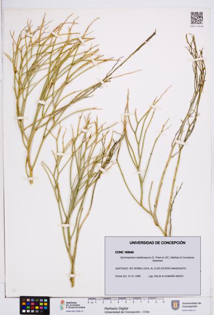 Gymnophyton isatidicarpum [Espécimen: ]