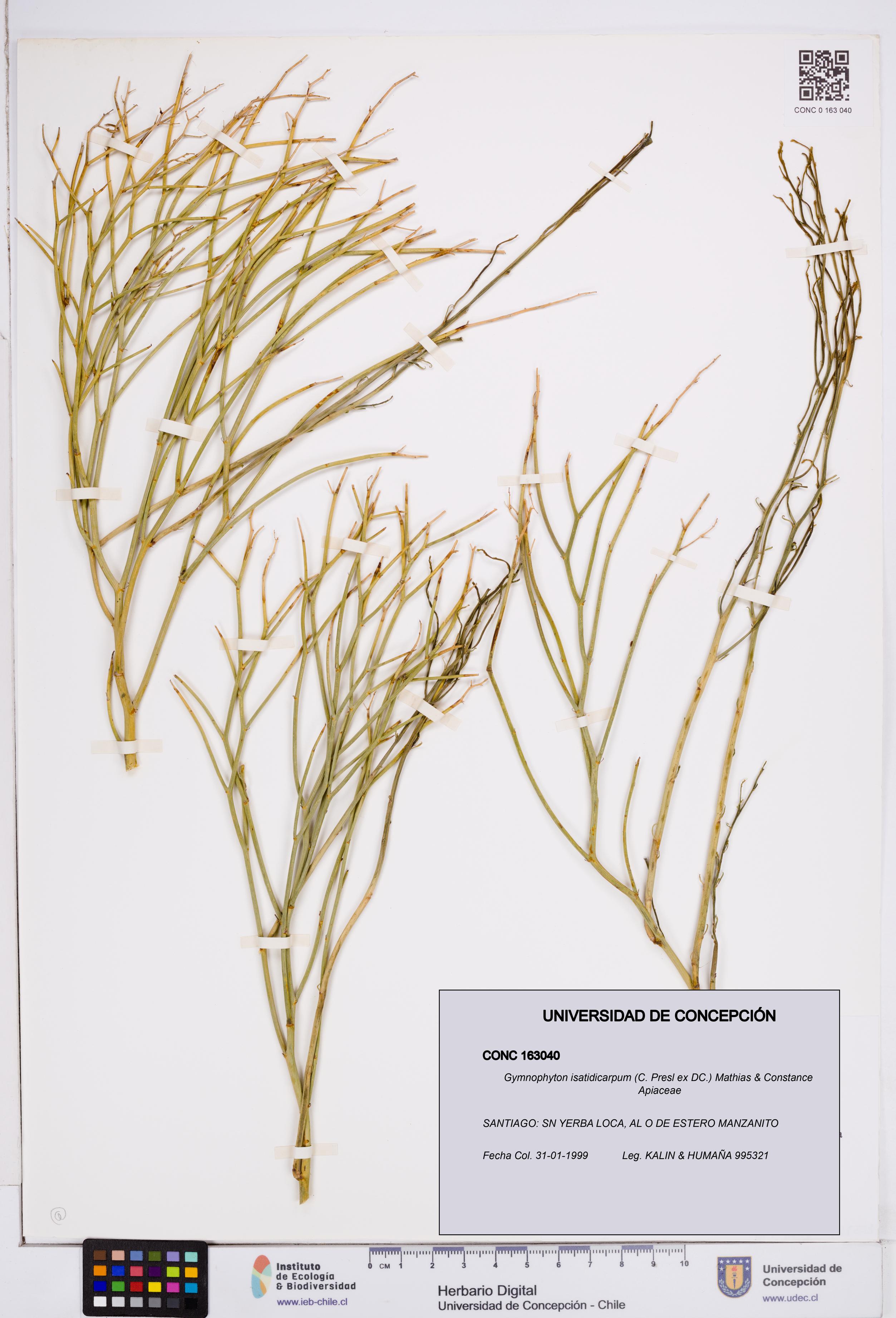 Gymnophyton isatidicarpum [Espécimen: ]
