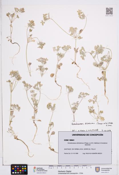 Homalocarpus dichotomus [Espécimen: ]