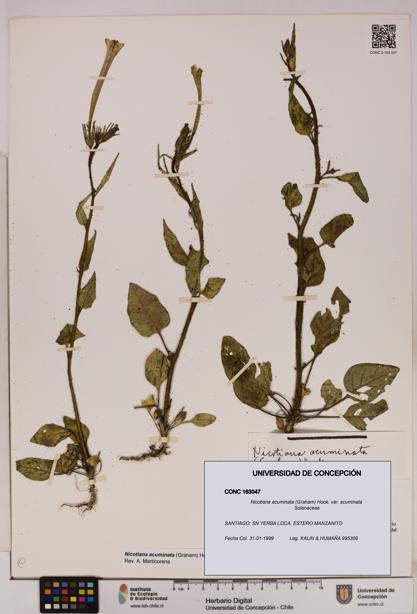 Nicotiana acuminata var. acuminata [Espécimen: UDEC:CONC:0163047]