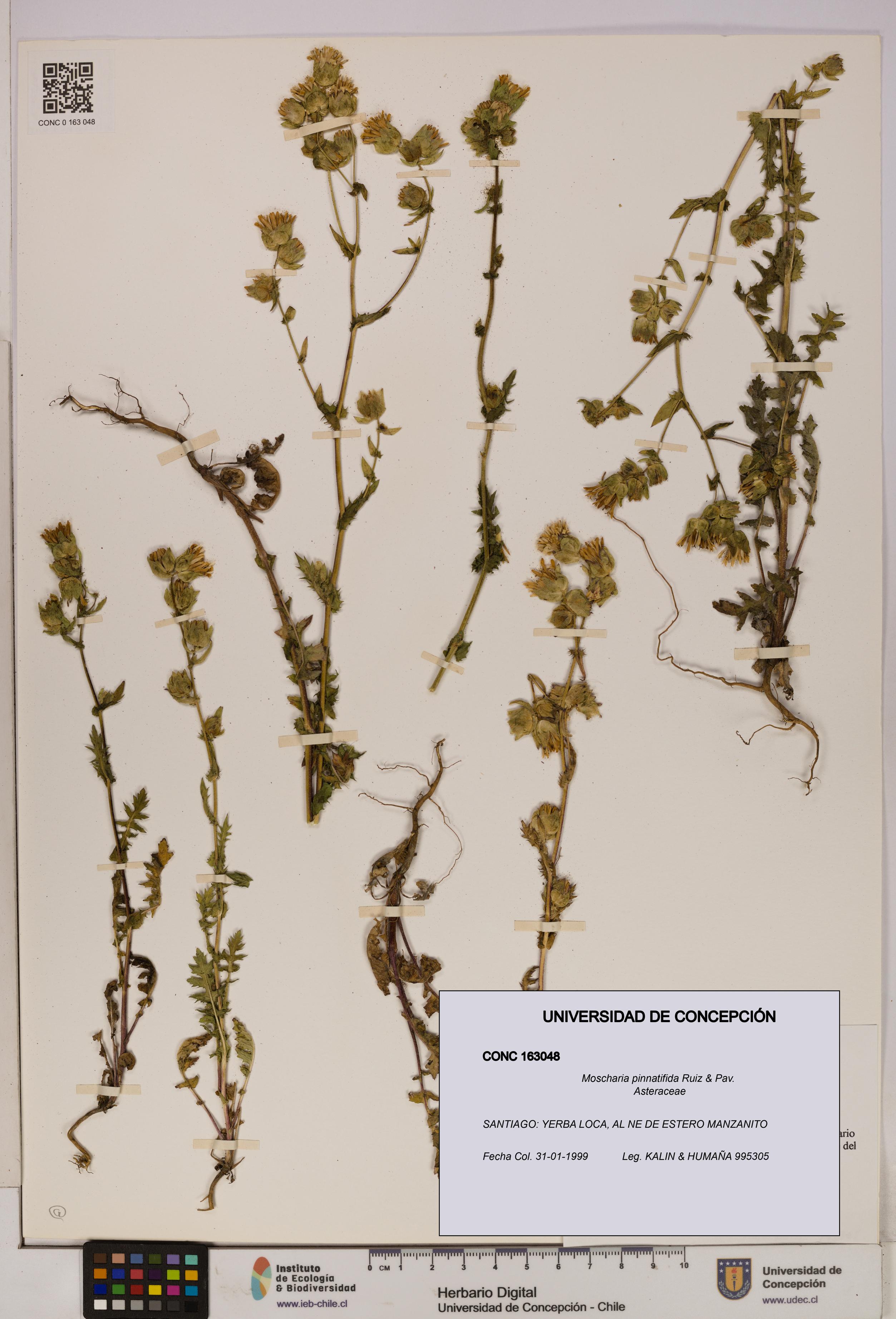 Moscharia pinnatifida [Espécimen: UDEC:CONC:0163048]