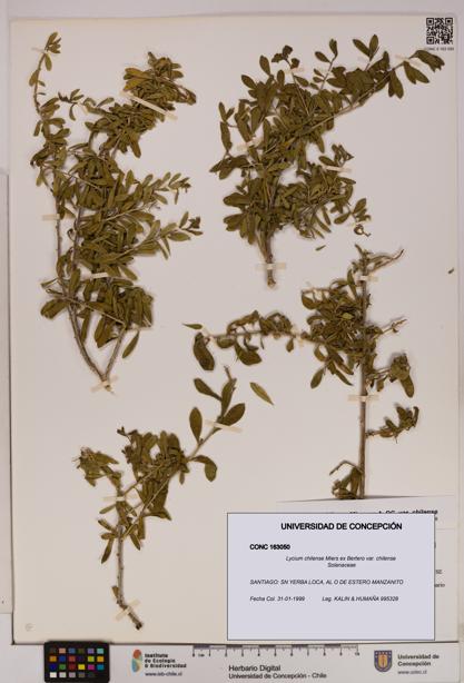 Lycium chilense var. chilense [Espécimen: UDEC:CONC:0163050]