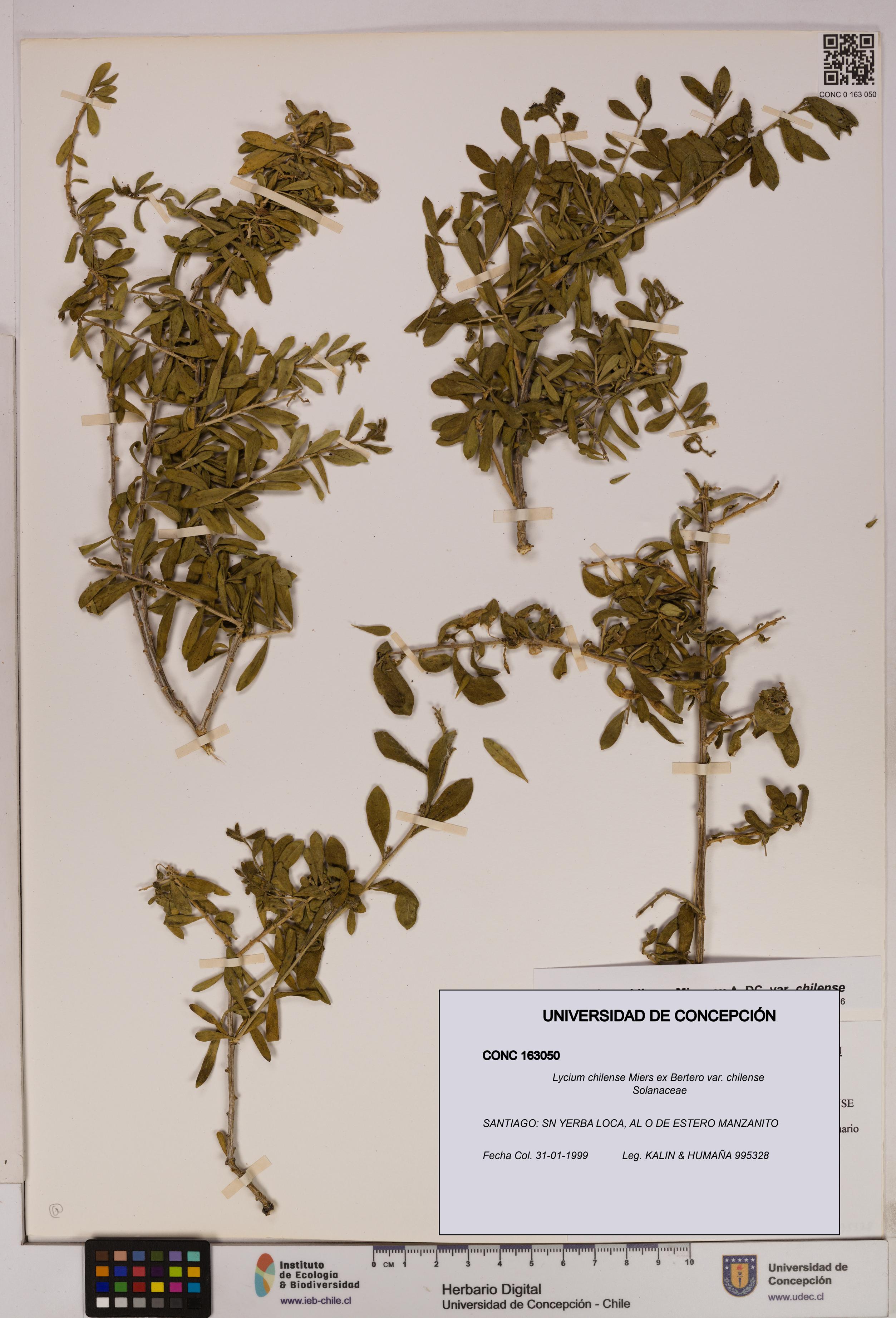 Lycium chilense var. chilense [Espécimen: UDEC:CONC:0163050]
