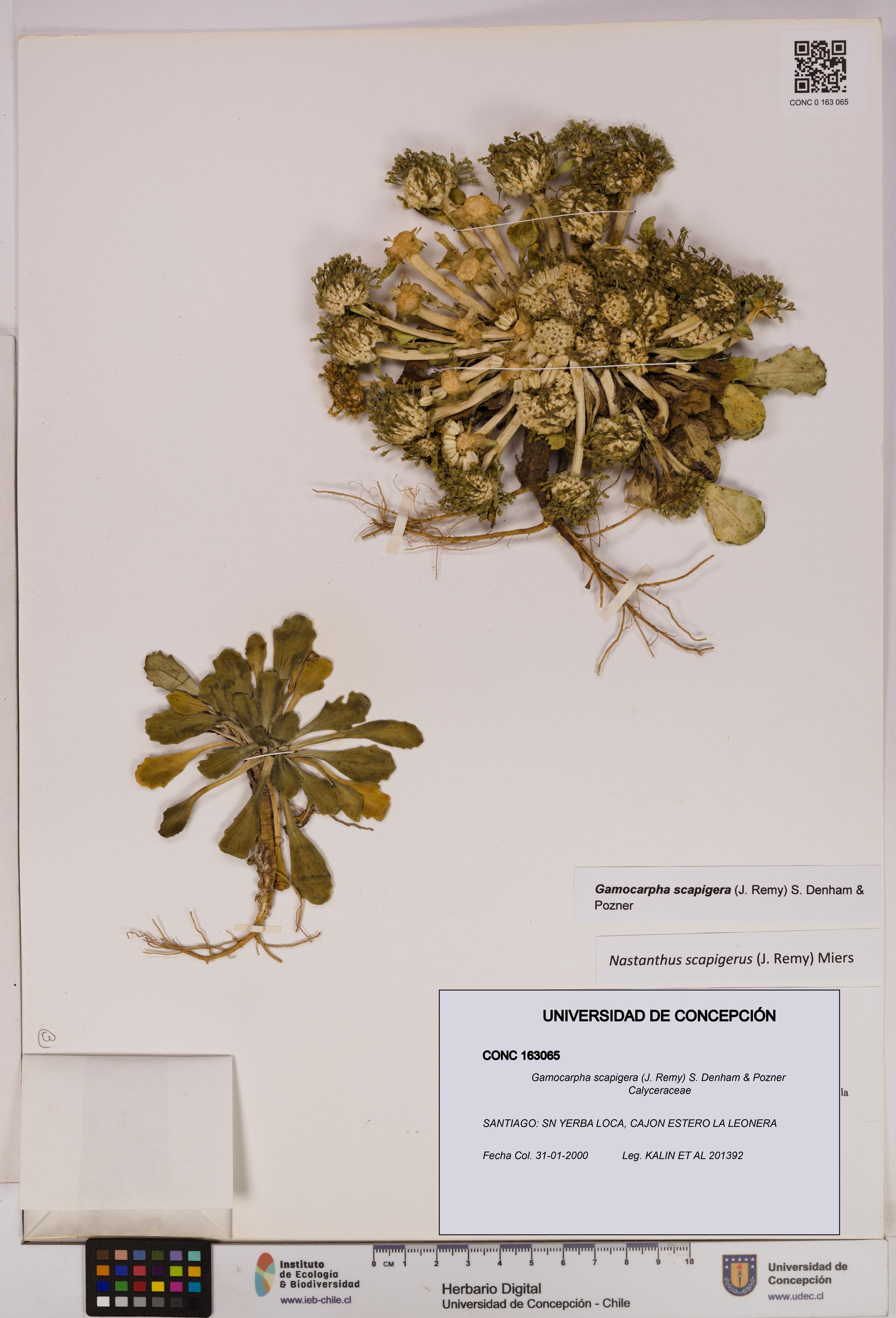 Gamocarpha scapigera [Espécimen: UDEC:CONC:0163065]
