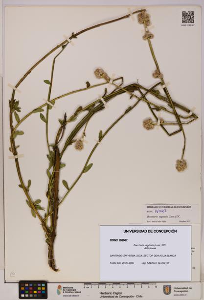 Baccharis sagittalis [Espécimen: UDEC:CONC:0163067]