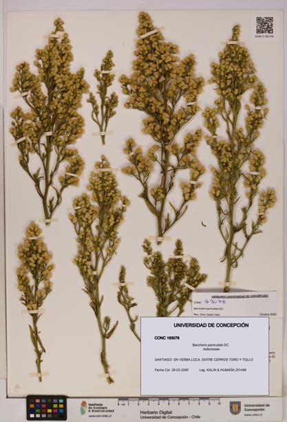 Baccharis paniculata [Espécimen: UDEC:CONC:0163078]