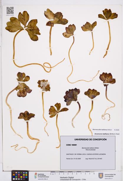 Barneoudia balliana [Espécimen: ]