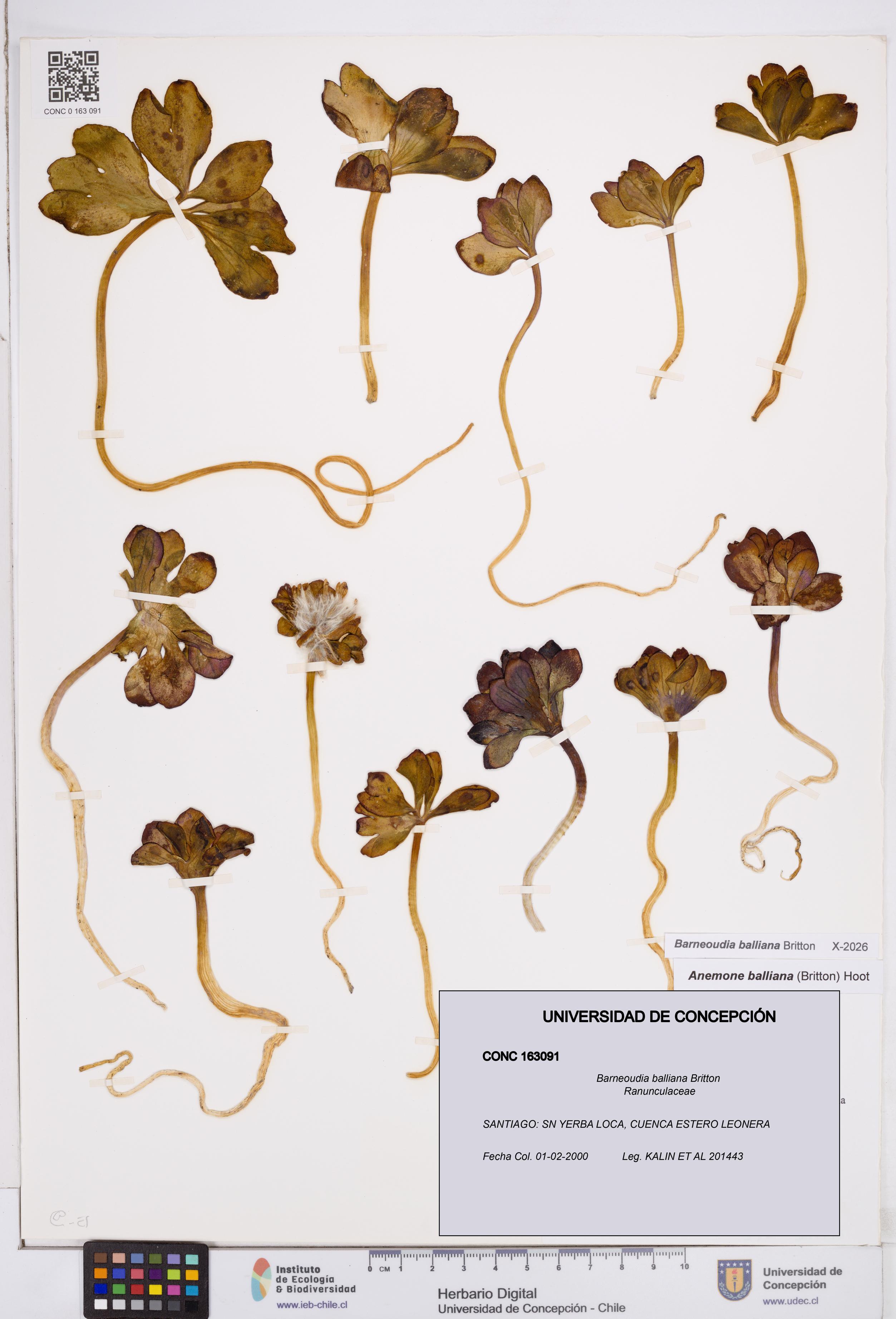 Barneoudia balliana [Espécimen: ]