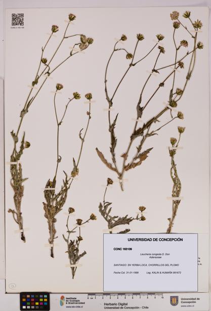 Leucheria congesta [Espécimen: UDEC:CONC:0163109]