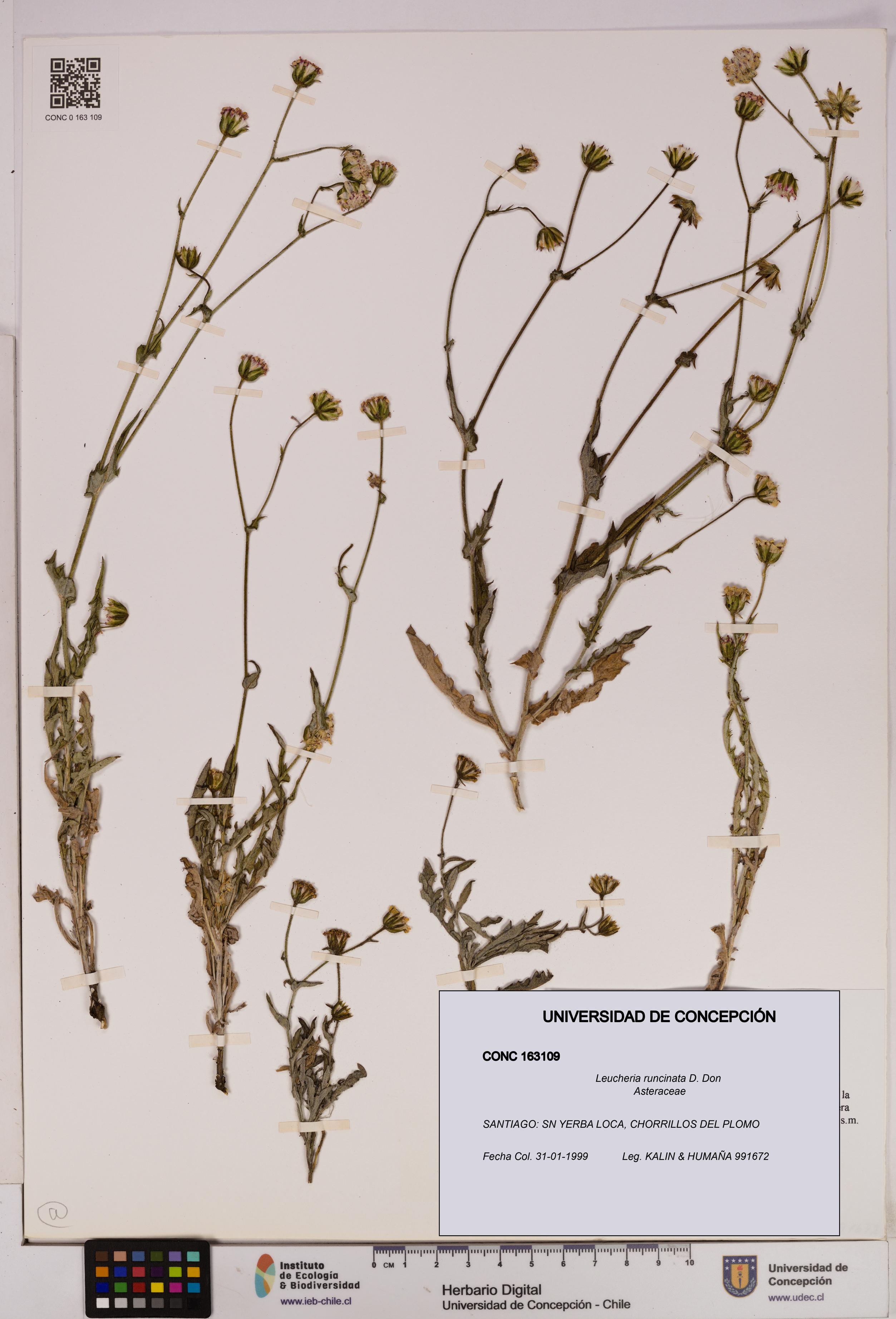 Leucheria runcinata [Espécimen: UDEC:CONC:0163109]