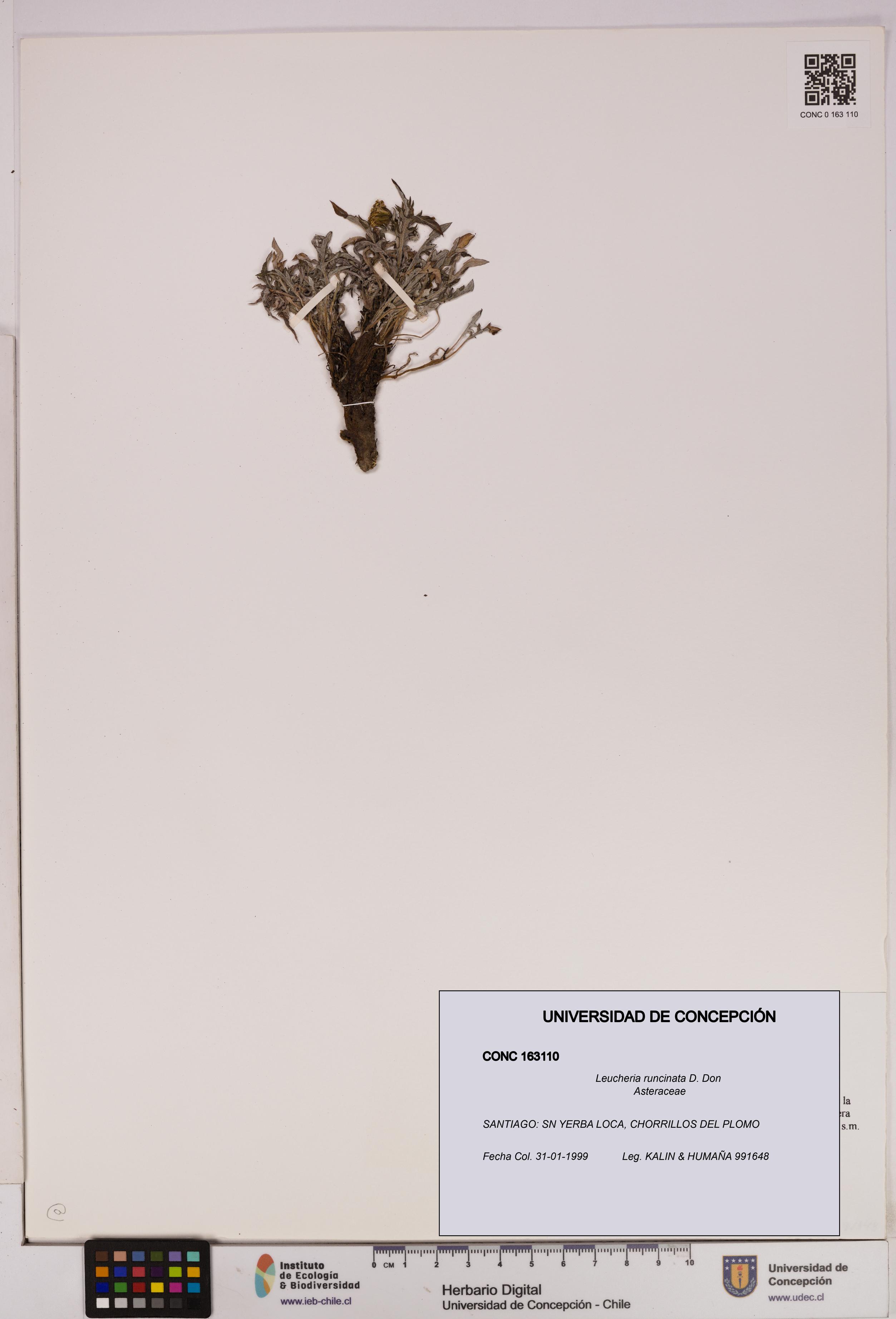 Leucheria runcinata [Espécimen: UDEC:CONC:0163110]