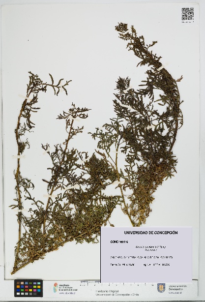 Senecio eruciformis [Espécimen: UDEC:CONC:0163115]