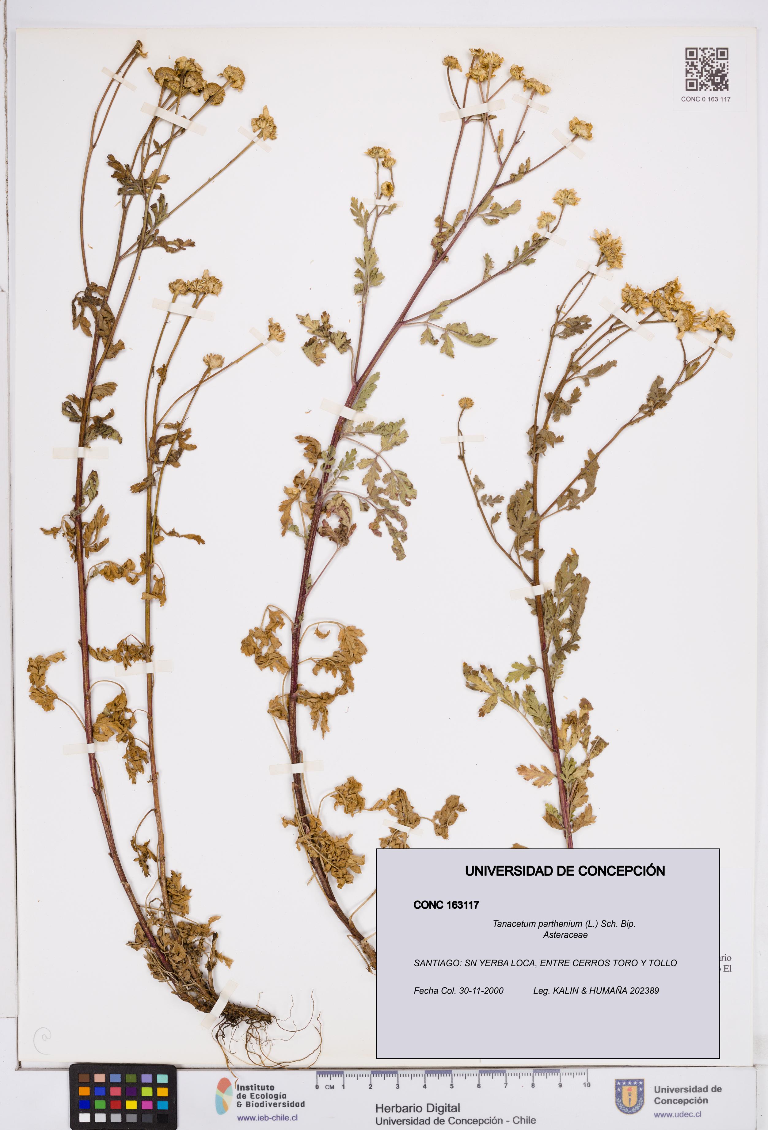 Tanacetum parthenium [Espécimen: ]