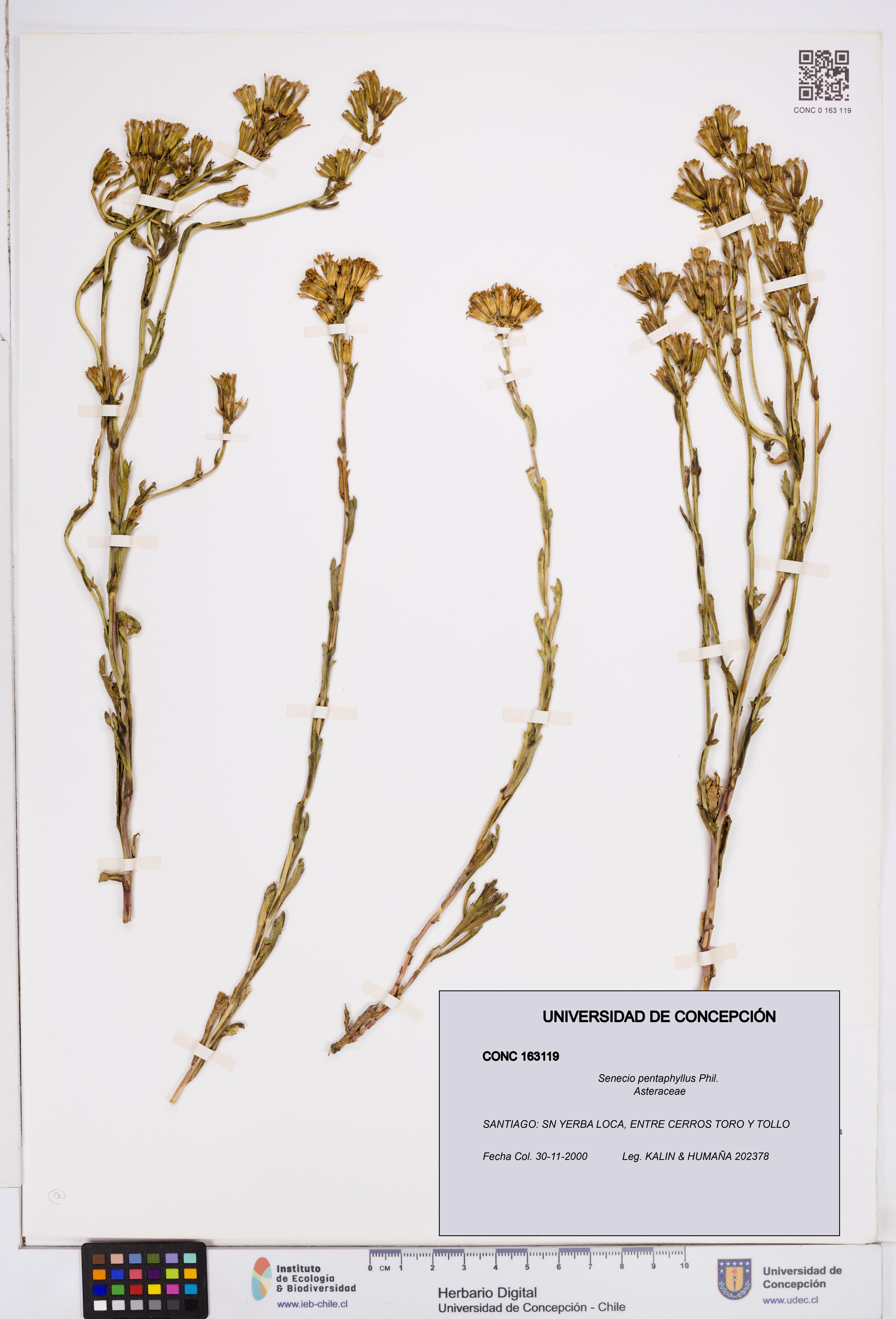 Senecio pentaphyllus [Espécimen: ]