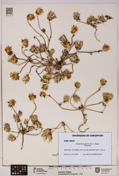 Chaetanthera glabrata [Espécimen: UDEC:CONC:0163120]