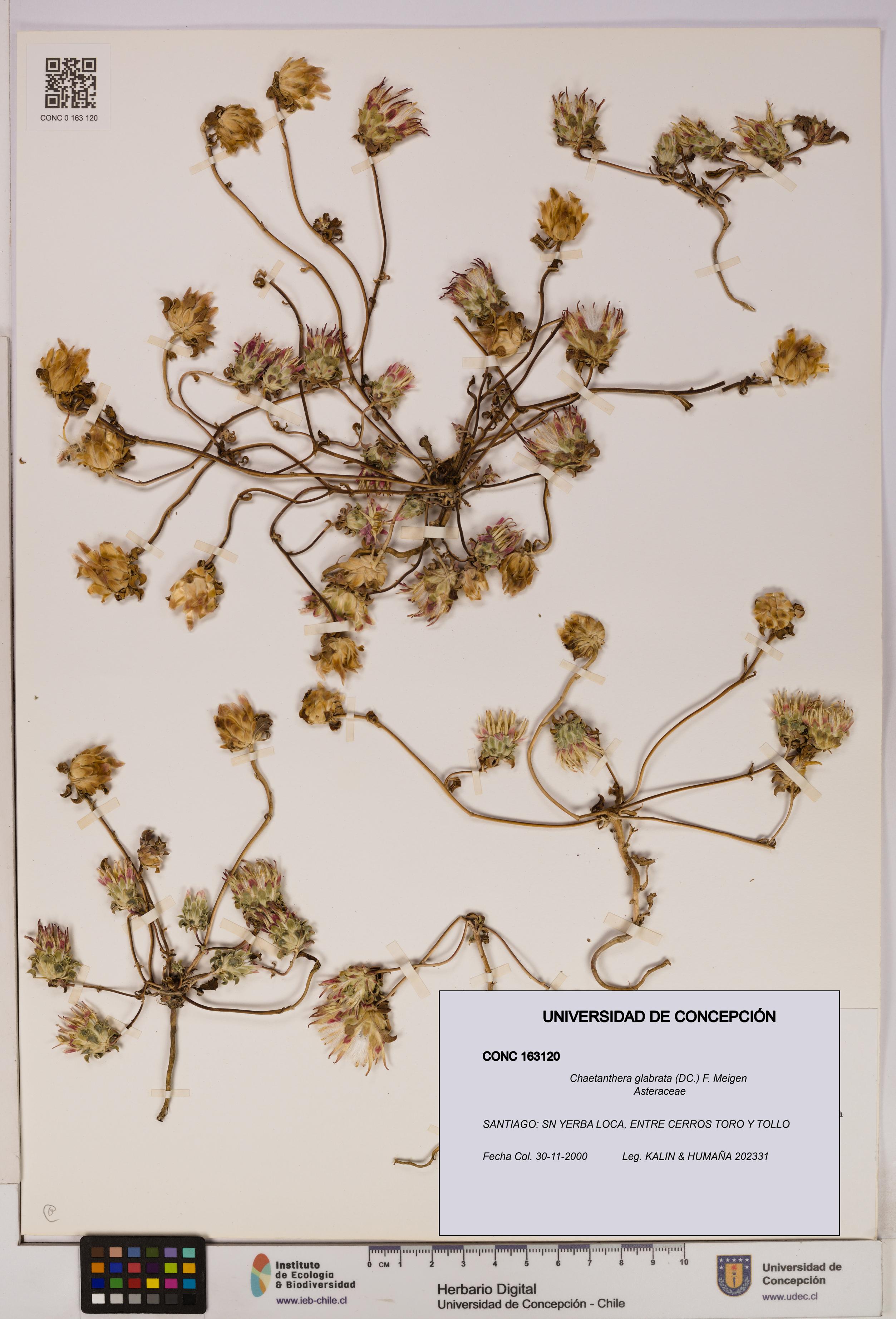 Chaetanthera glabrata [Espécimen: UDEC:CONC:0163120]