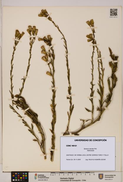 Senecio davilae [Espécimen: UDEC:CONC:0163121]