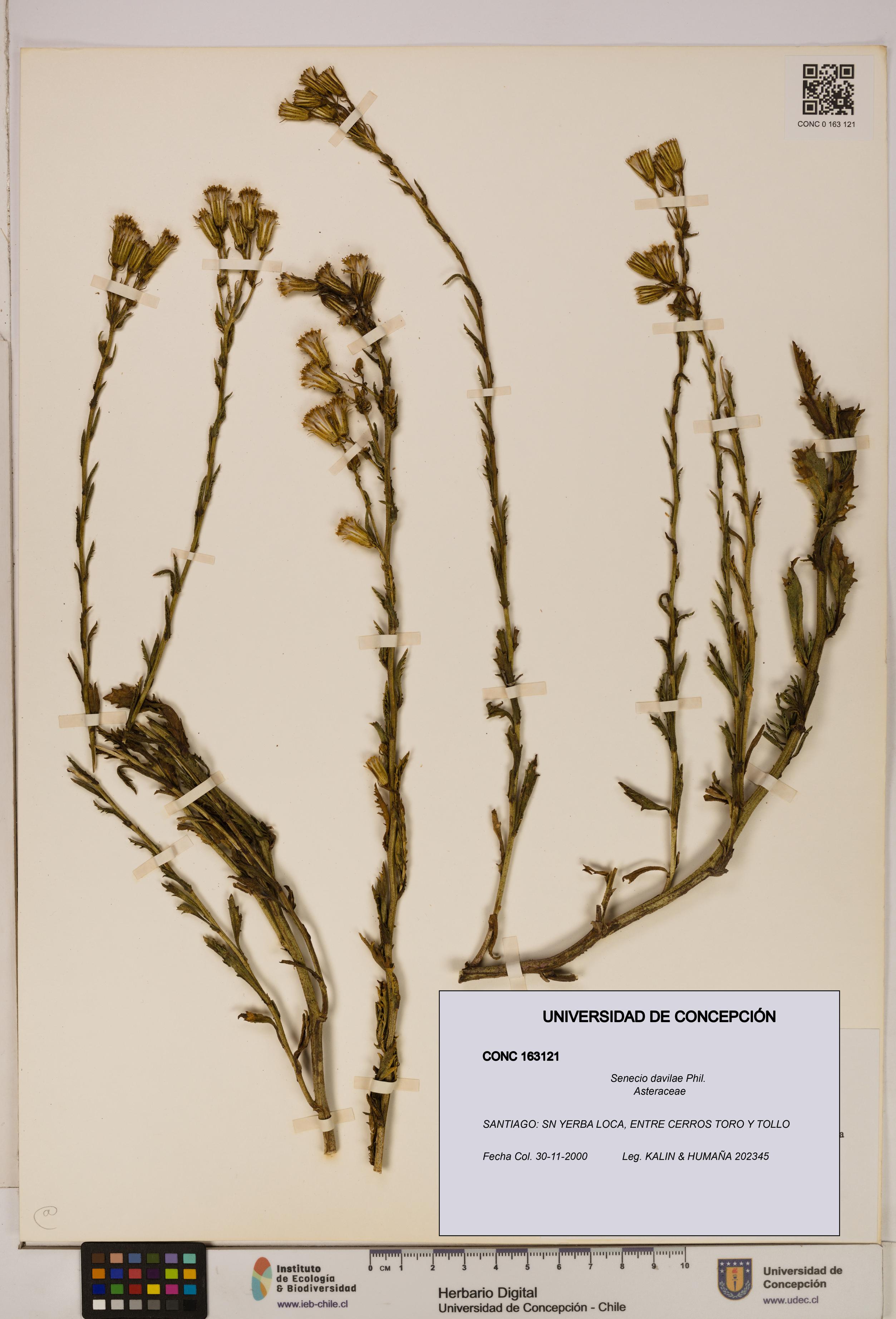 Senecio davilae [Espécimen: UDEC:CONC:0163121]