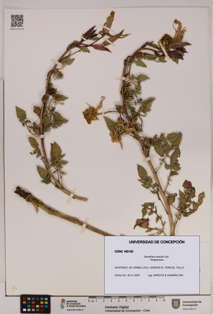 Oenothera acaulis [Espécimen: UDEC:CONC:0163132]
