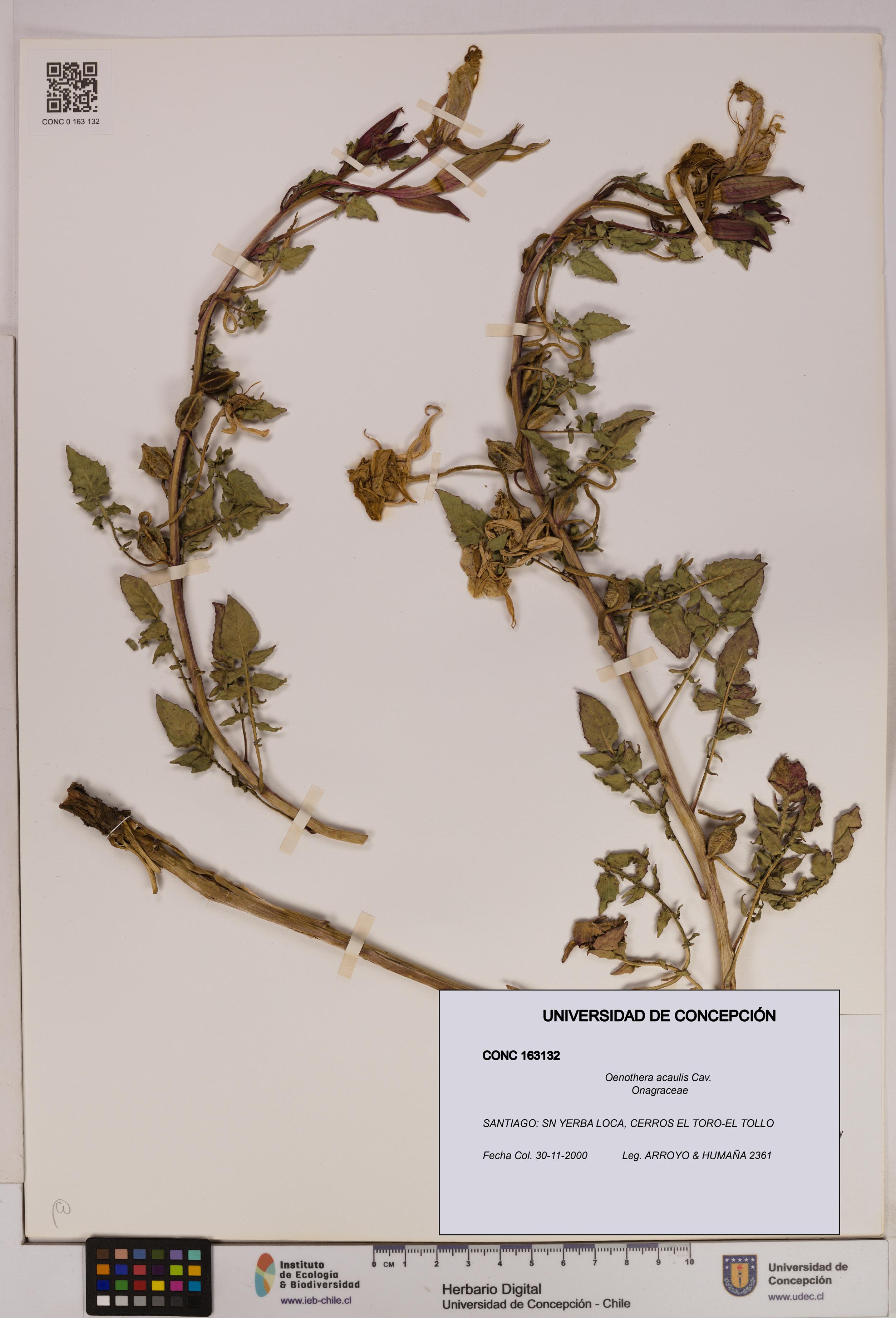 Oenothera acaulis [Espécimen: UDEC:CONC:0163132]