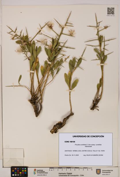 Proustia cuneifolia subsp. cuneifolia [Espécimen: UDEC:CONC:0163133]