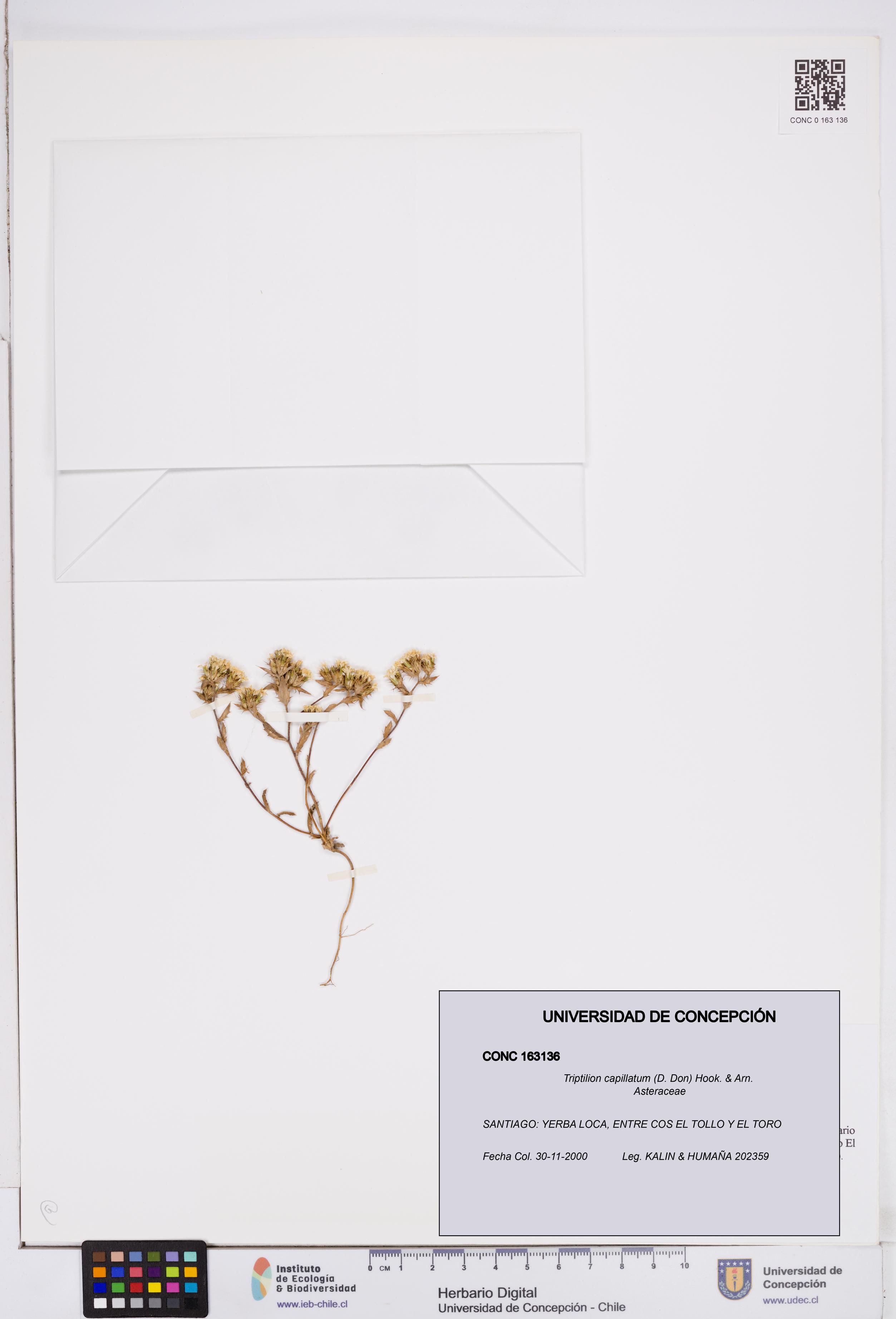 Triptilion capillatum [Espécimen: ]