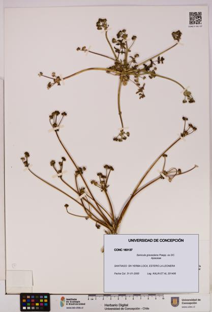 Sanicula graveolens [Espécimen: UDEC:CONC:0163137]