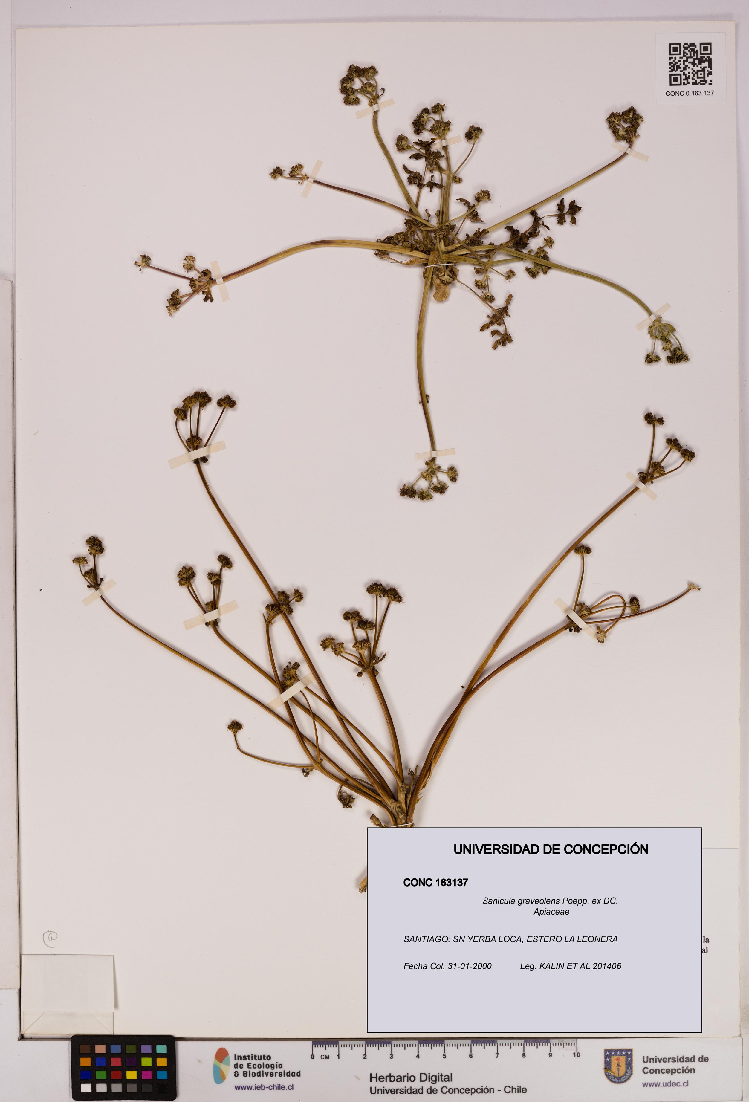 Sanicula graveolens [Espécimen: UDEC:CONC:0163137]