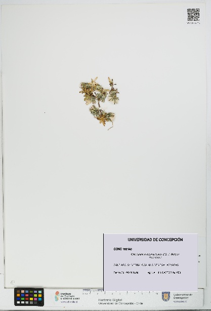 Chaetanthera euphrasioides [Espécimen: UDEC:CONC:0163140]