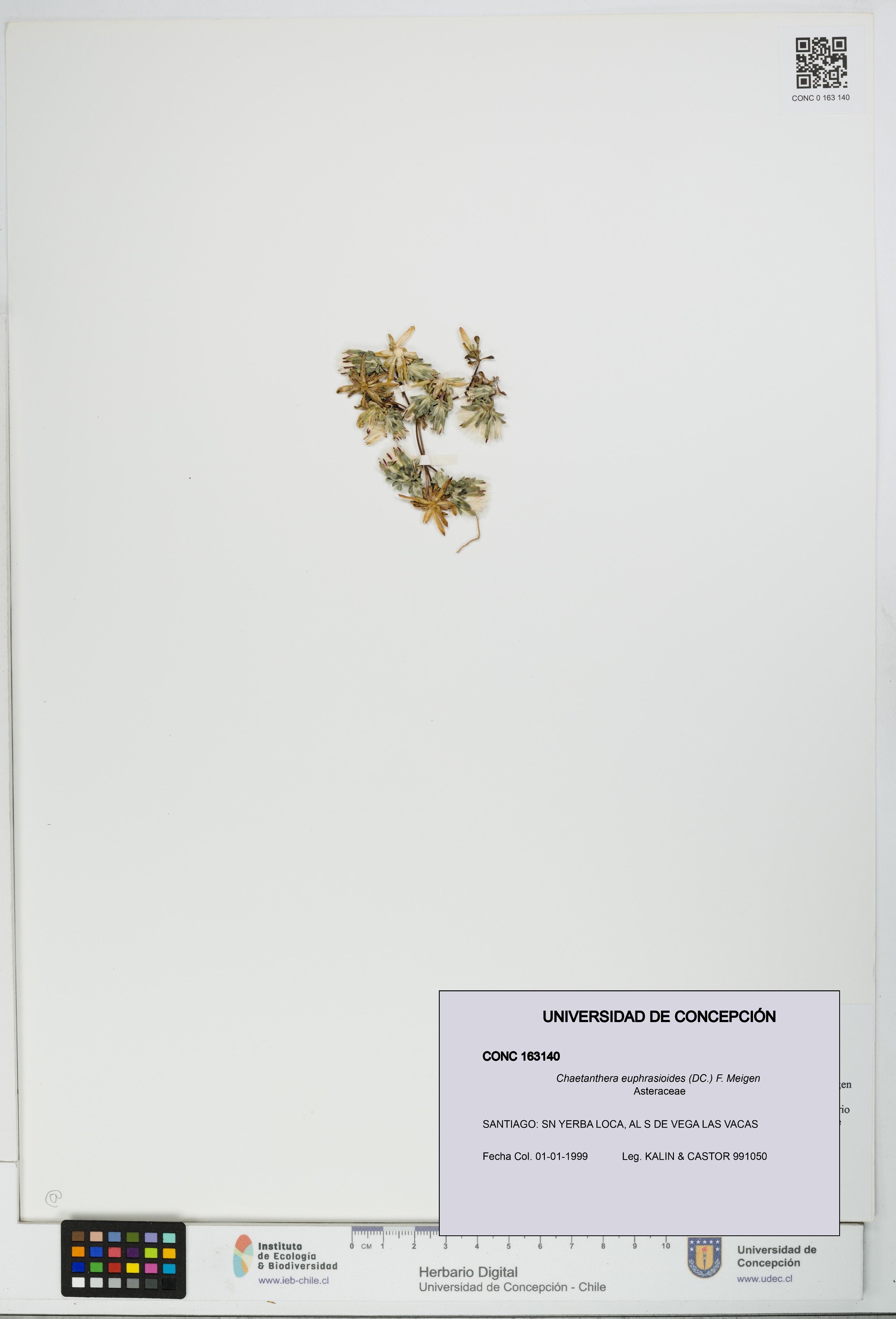 Chaetanthera euphrasioides [Espécimen: UDEC:CONC:0163140]
