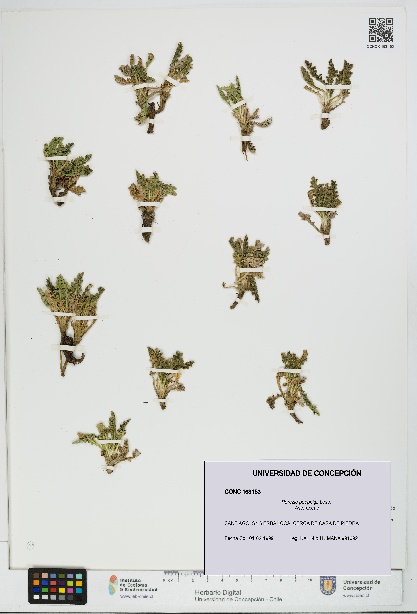 Perezia poeppigii [Espécimen: UDEC:CONC:0163153]