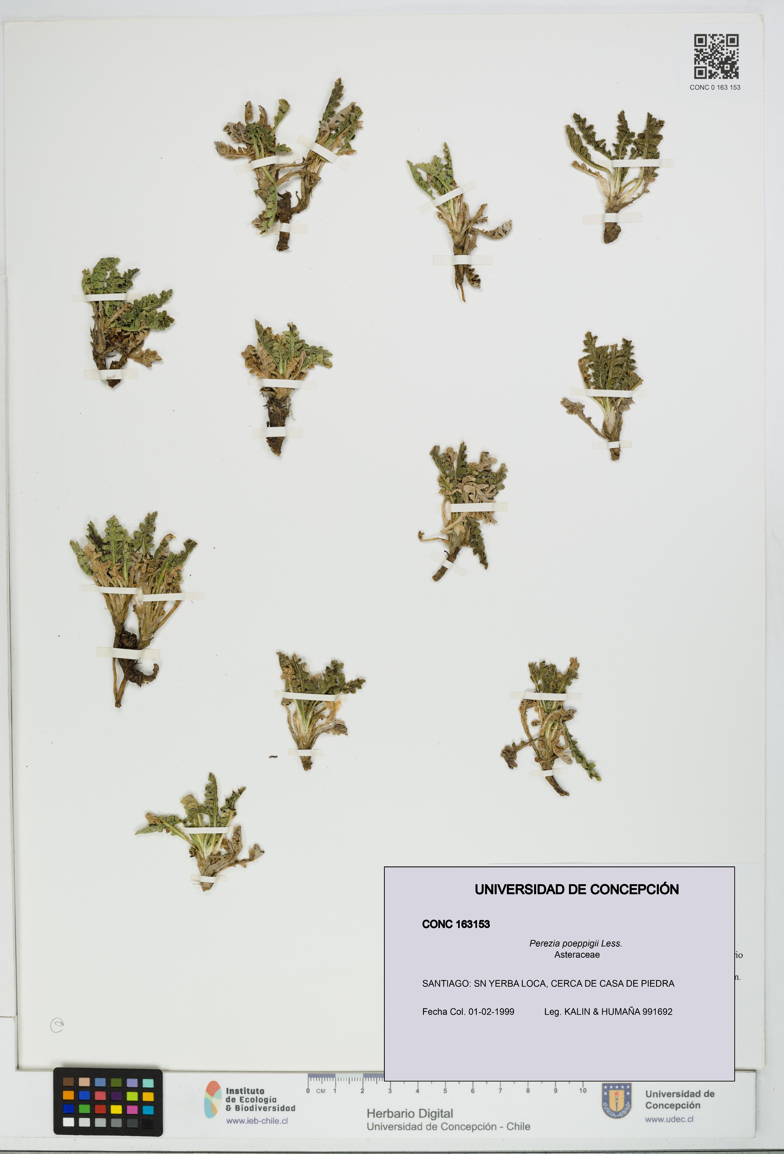 Perezia poeppigii [Espécimen: UDEC:CONC:0163153]