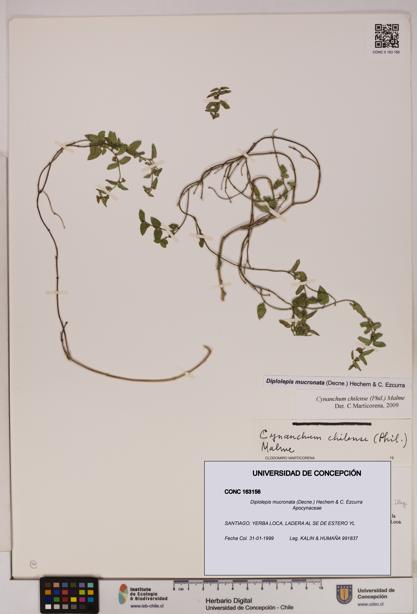 Diplolepis mucronata [Espécimen: UDEC:CONC:0163156]