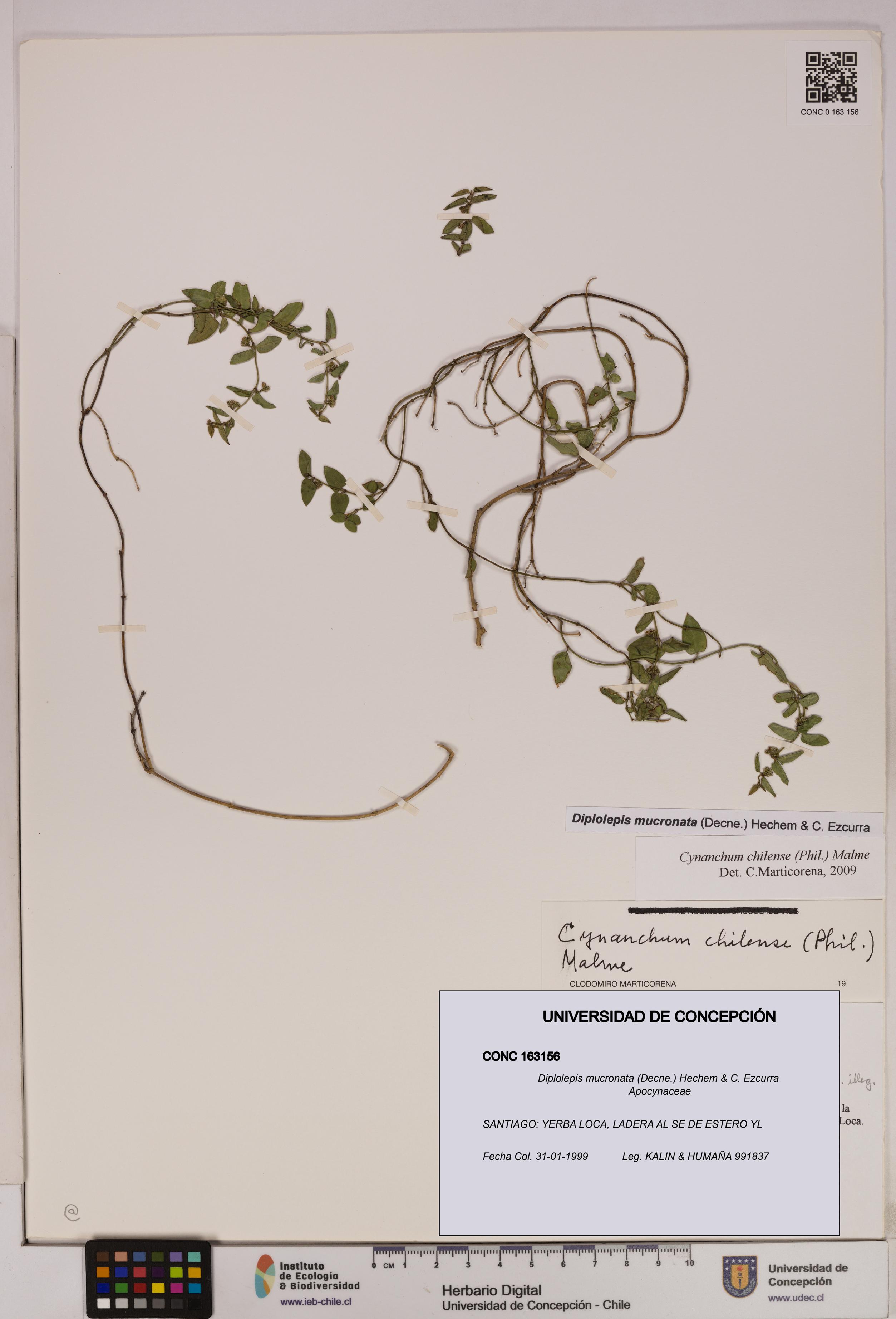 Diplolepis mucronata [Espécimen: UDEC:CONC:0163156]