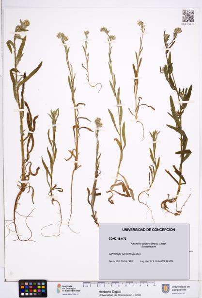 Amsinckia calycina [Espécimen: ]